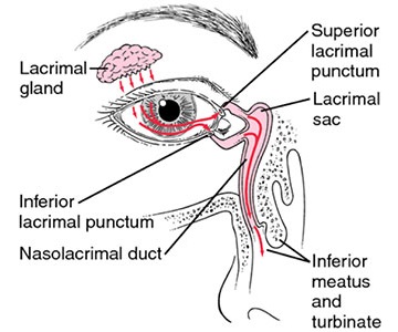 inferior meatus nasolacrimal duct